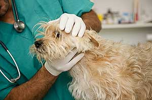 El&auml;inl&auml;&auml;k&auml;ripalvelu ELPF