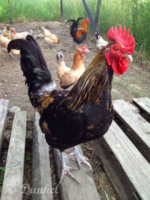 Suomalainen maatiaiskukko