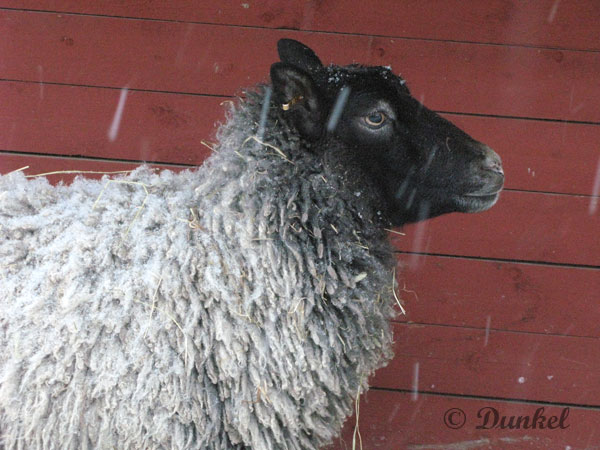 T&auml;lt&auml; n&auml;ytt&auml;&auml; aito, suomalainen lammas. T&auml;m&auml; lammas on puhdas kainuun harmas -lammas, joka on kuvattu vihtil&auml;isen maatilan, Ranch Dunkelin, pihaton edess&auml; vuonna 2011
