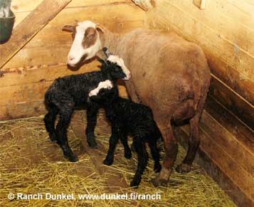 Ensimm&auml;iset Ranch Dunkelin suomenlampaat. Em&auml; Heluna ja kaksi karitsaa. 