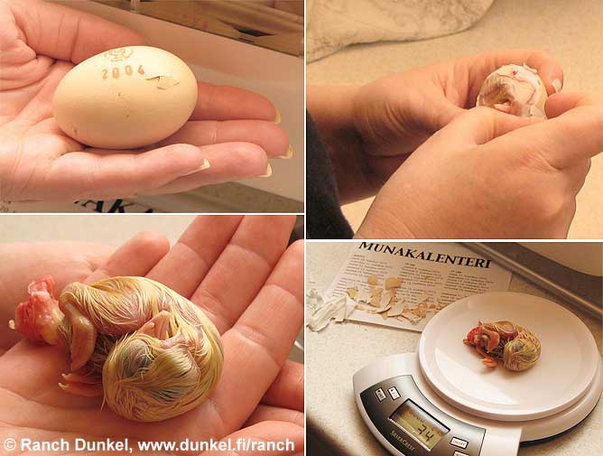 Kananpoikanen kuoriutuu. Hautomakoneessa haudottu muna avustetaan kuoriutumaan. Vastakuoriutunut painaa runsaat 30 grammaa. Ranch Dunkelin hautomakoneeseen mahtuu kerralla noin 24 munaa ja haudonta-aika on 21 vuorokautta.