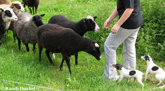Jonna Dunkel, aitoja suomenlampaita, amerikank&auml;&auml;pi&ouml;terrierieti&auml;
