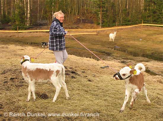 Jonna Dunkel. Jonna Dunkel totuttaa kahta kyytt&ouml;vasikkaa riimuihin. Taustalla ihmettelev&auml;t kilit Gustaf ja Lumikki sek&auml; Lilja-kuttu. Kaikki suomalaisia alkuper&auml;isrotuja.